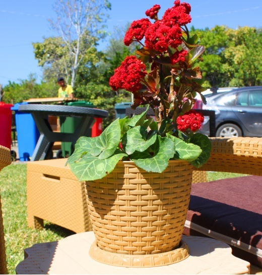 Rosa 20CM Rattan Pot