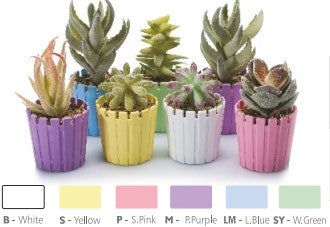 Empty Flowerpot Akasya Cactus 6 cm