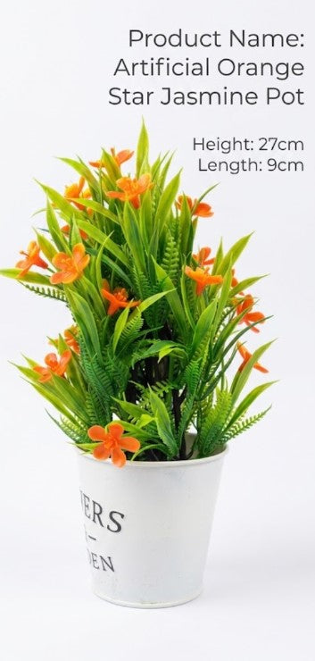 orange star jasmine pot