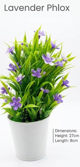Lavendar Phlox